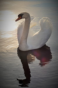 white swan in body of water during daytime thumbnail