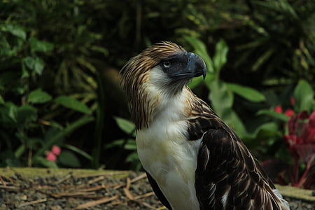 Eagle in closed-up photo with green background thumbnail