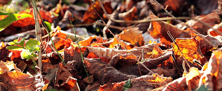 close up photography of brown maple leafs thumbnail