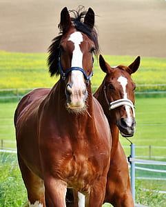 two brown horses on green field thumbnail