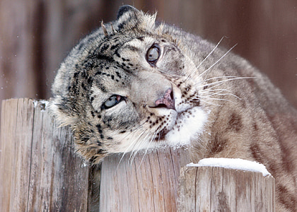 feline on wooden fence thumbnail