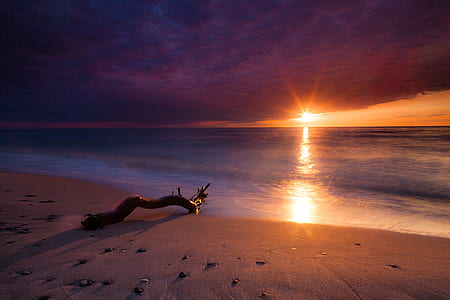driftwood on shore during sunset thumbnail
