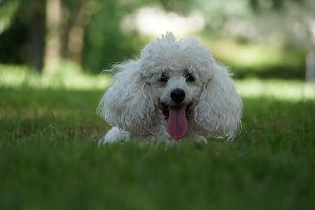 adult white toy poodle on grass field thumbnail