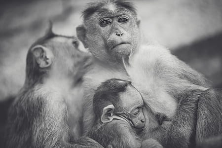 grayscale photography of three monkeys thumbnail