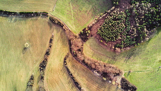 aerial photo of green plant field thumbnail