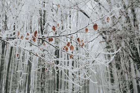 trees coated with snow thumbnail