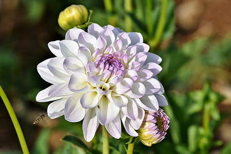 white petaled flower selective focus photography thumbnail