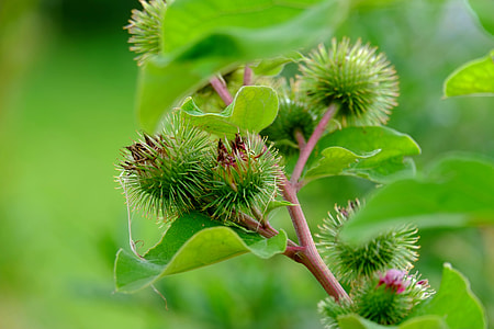 Burdock, Grassland Plants thumbnail