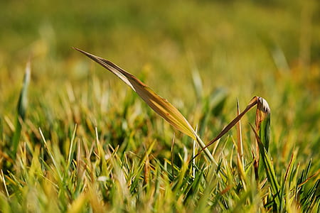 green grass field thumbnail