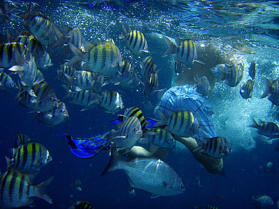 shoal of fishes thumbnail