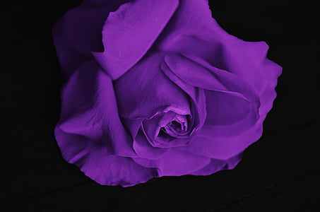 purple rose flower thumbnail