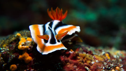 orange and white snail thumbnail