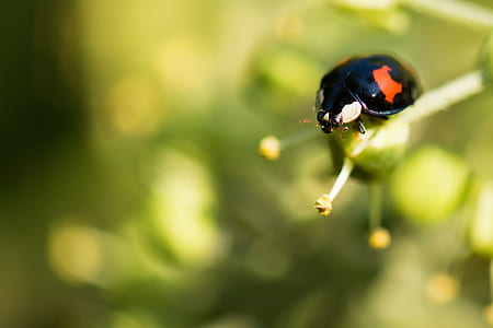 selective focus photography of black and red bug thumbnail