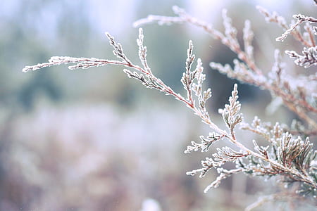 white leafed plant thumbnail