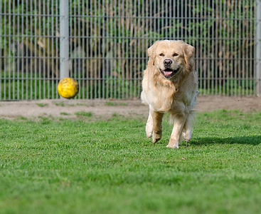 Golden Retriever, Animal Shelter thumbnail
