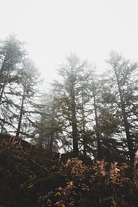 low angle photography of trees under sea of cloud s thumbnail