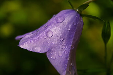 Close-up Photo of Purple Campanula Flower thumbnail