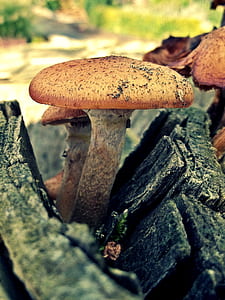 brown mushroom growing on dead tree thumbnail