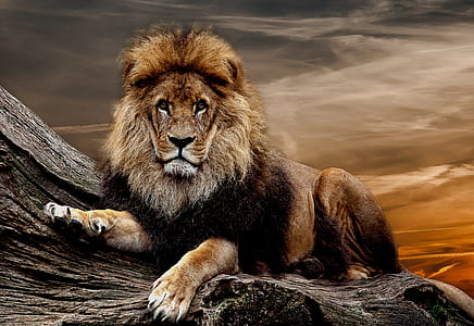 painting of lion thumbnail