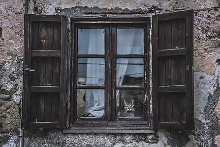 brown tabby cat beside window thumbnail