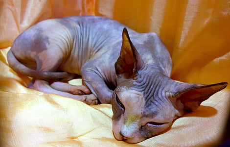 grey and orange cat thumbnail
