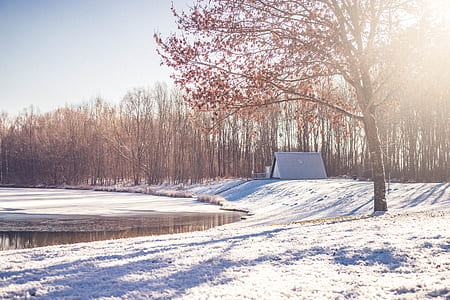 brown trees on snow-covered field during daytime thumbnail