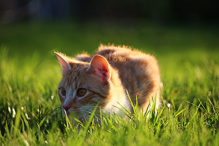 orange tabby kitten docking on grass field thumbnail