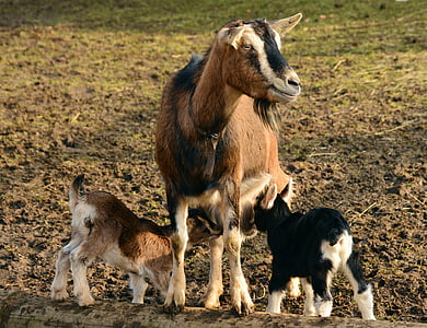 goat with two goat kid on brown ground thumbnail
