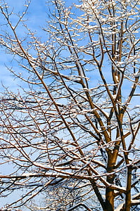 bare tree covered with snow under cloudy sky thumbnail