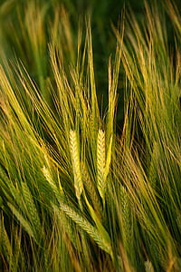 shallow focus photography of green leafed plant thumbnail