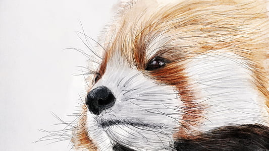 white and brown raccoon sketch thumbnail