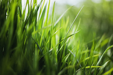 close-up photography of green grass thumbnail