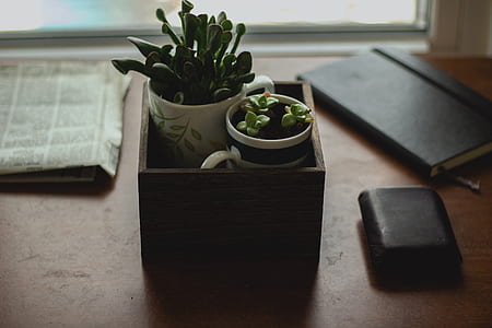 shallow focus photography of green succulent in vase thumbnail