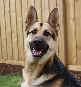 selective focus photo of black and brown adult German shepherd thumbnail