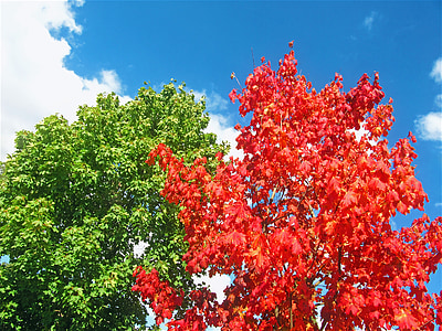 red leafed tree and green leafed tree thumbnail