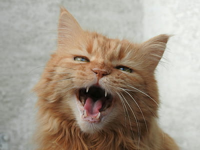 orange tabby cat thumbnail