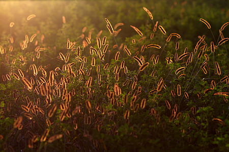 brown grass field at sunset thumbnail