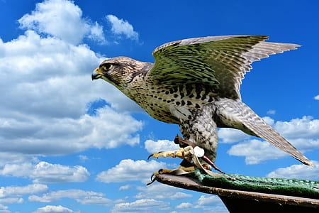 bald eagle standing on top of brown surface thumbnail