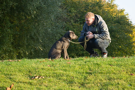 man petting black Labrador retriever puppy outdoor thumbnail