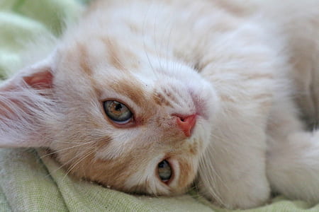 orange tabby cat lying on green textile thumbnail
