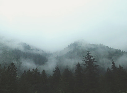 silhouette of trees thumbnail
