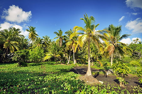 landscape photography of coconut tree field thumbnail