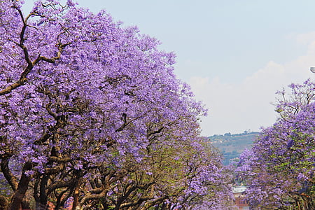 purple flowering trees during daytime thumbnail