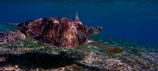 sea turtle swimming in water in closeup photography thumbnail