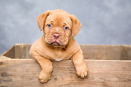 tan French mastiff puppy stands inside the box thumbnail