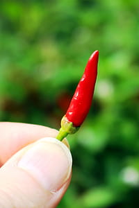 Red chili peper held by a person thumbnail