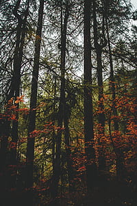 forest during day time thumbnail