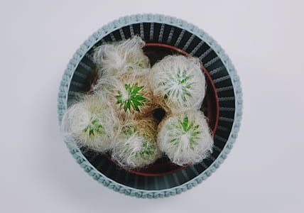 green-and-white ball decors on bowl thumbnail