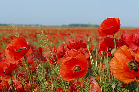 red poppy flower field under grey sky thumbnail