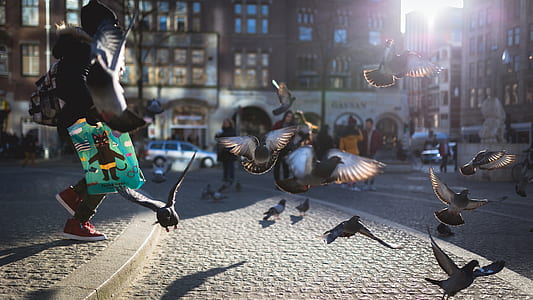 birds, street, bird, flying thumbnail